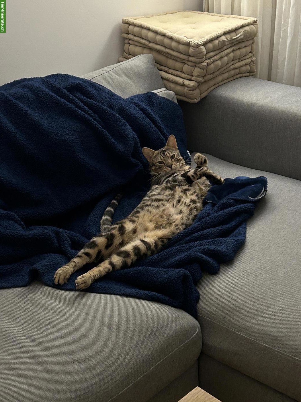 Bild 6: Bengal Katzen-Geschwister suchen Zuhause mit Garten