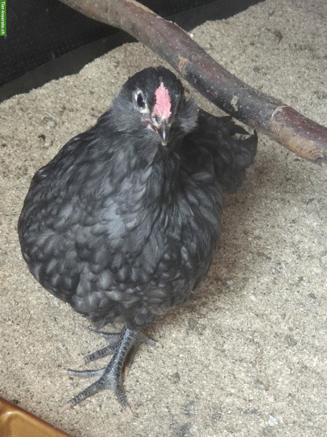 Hähne abzugeben: Chabo, Schweizerhuhn, Barthuhn
