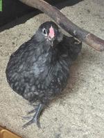 Hähne abzugeben: Chabo, Schweizerhuhn, Barthuhn
