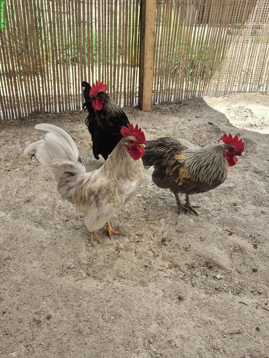 Bild 2: Hähne abzugeben: Chabo, Schweizerhuhn, Barthuhn