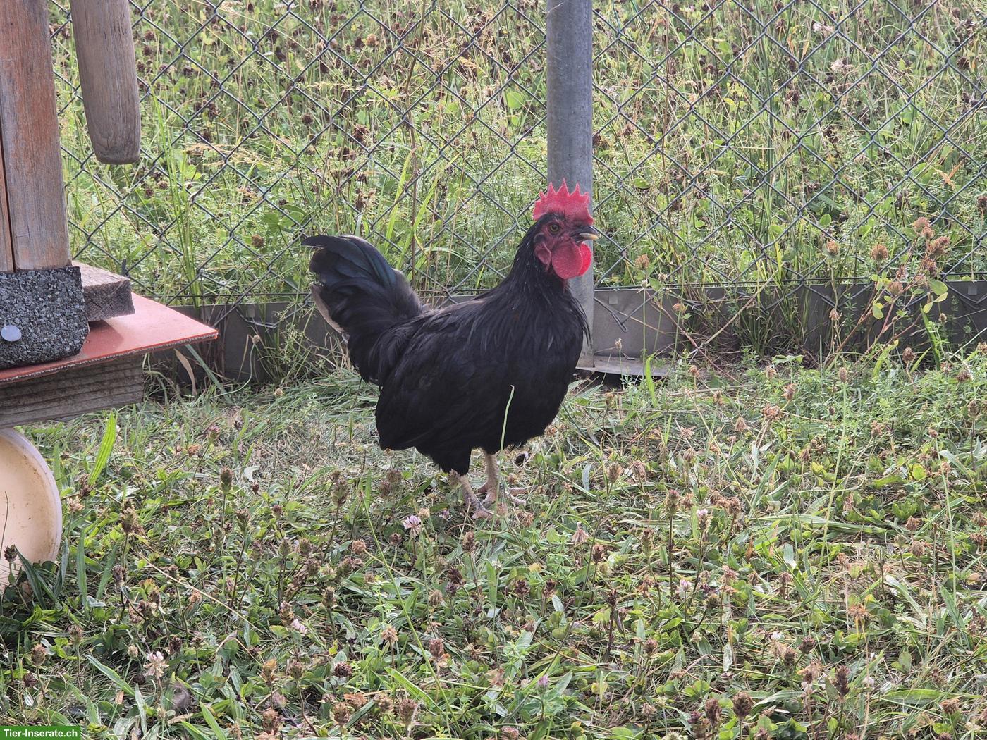 Bild 3: Hähne abzugeben: Chabo, Schweizerhuhn, Barthuhn
