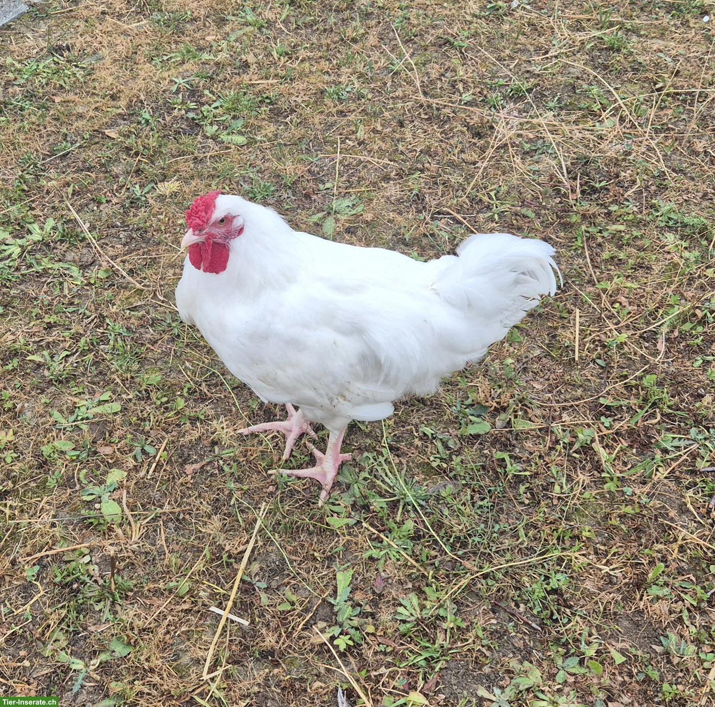 Bild 4: Hähne abzugeben: Chabo, Schweizerhuhn, Barthuhn