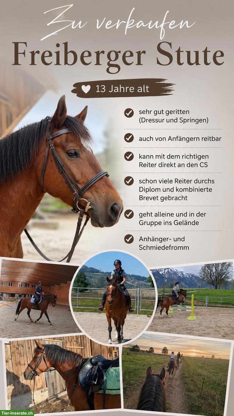 Tolle 13-jährige Freiberger Stute zu verkaufen