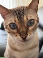 Bengal Kater mit Stammbaum, sehr verschmust