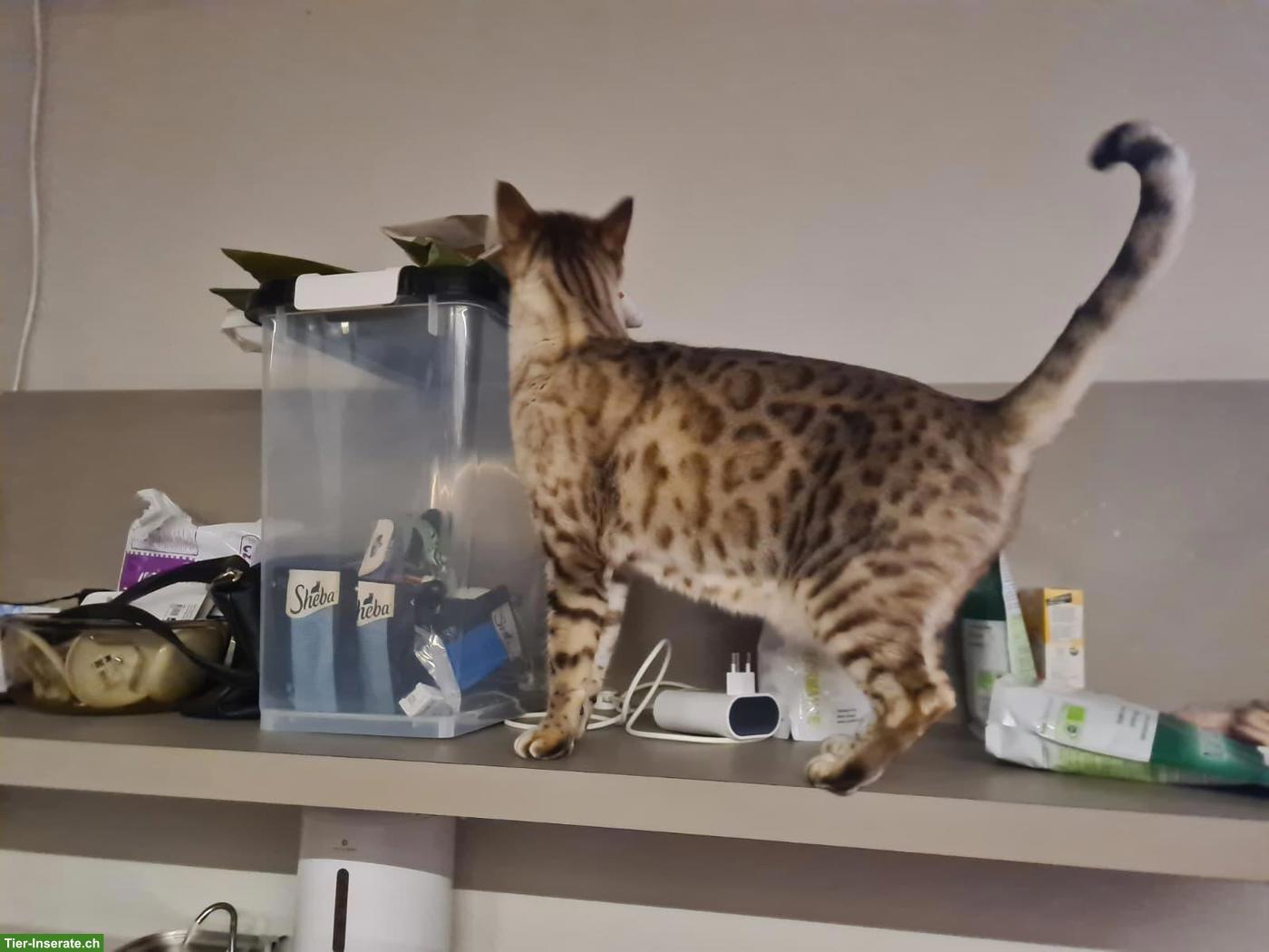 Bild 2: Bengal Kater mit Stammbaum, sehr verschmust