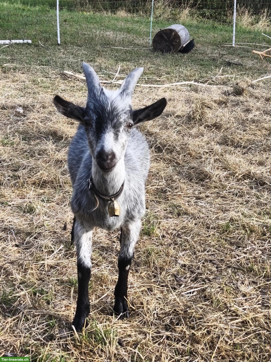 Ziegenbock, Capra Grigia x Nera Verzasca