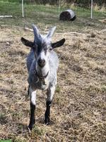 Ziegenbock, Capra Grigia x Nera Verzasca