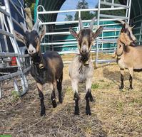 Ziegen Weibchen, Pfauenziege/Nera Verzasca Mischling