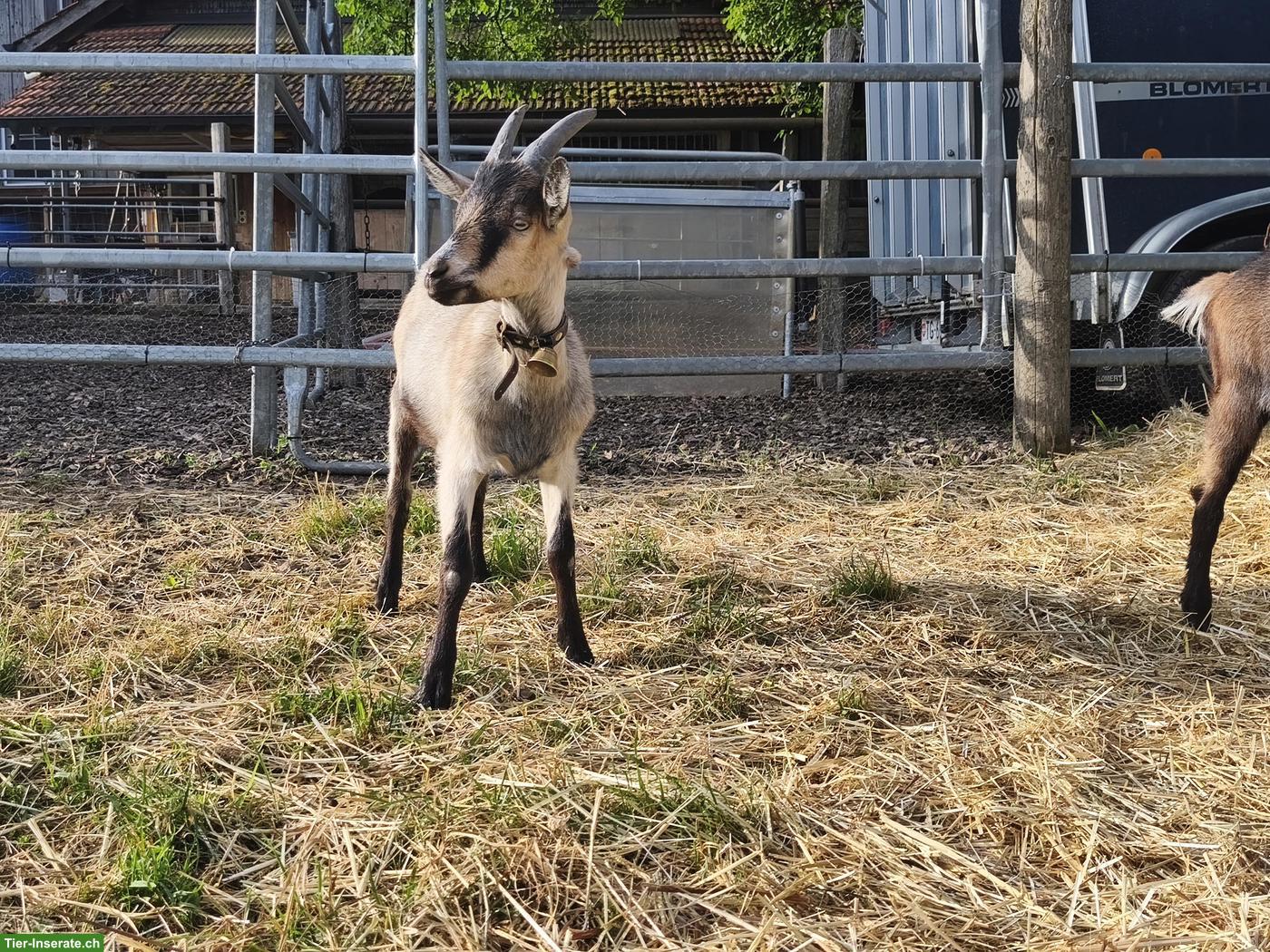 Bild 4: Ziegen Weibchen, Pfauenziege/Nera Verzasca Mischling