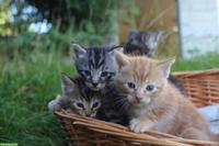 Mischlingskitten, sehr anhänglich und menschenbezogen