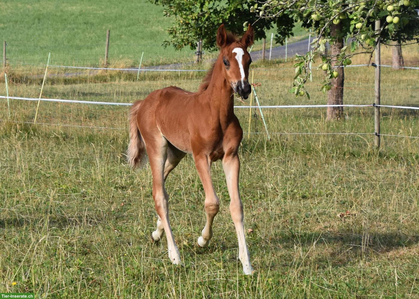 CH-Sportpony Hengstfohlen aus eigener Zucht zu verkaufen
