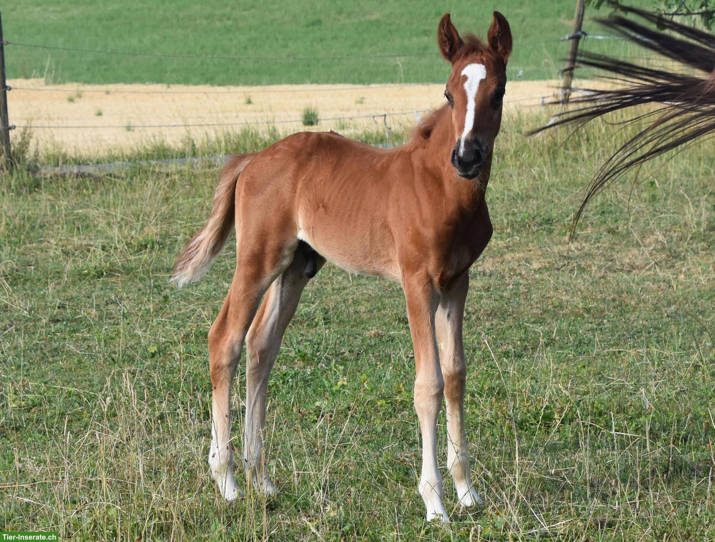 Bild 2: CH-Sportpony Hengstfohlen aus eigener Zucht zu verkaufen