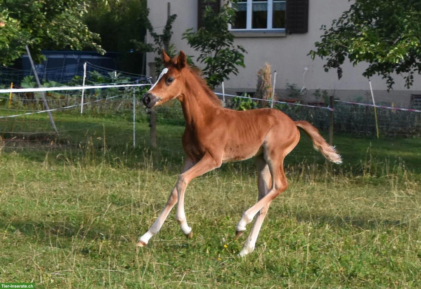 Bild 3: CH-Sportpony Hengstfohlen aus eigener Zucht zu verkaufen