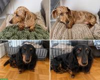 Zwergdackel Welpen | Wurfankündigung
