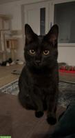 Schwarzer Kater Balu sucht neues Zuhause