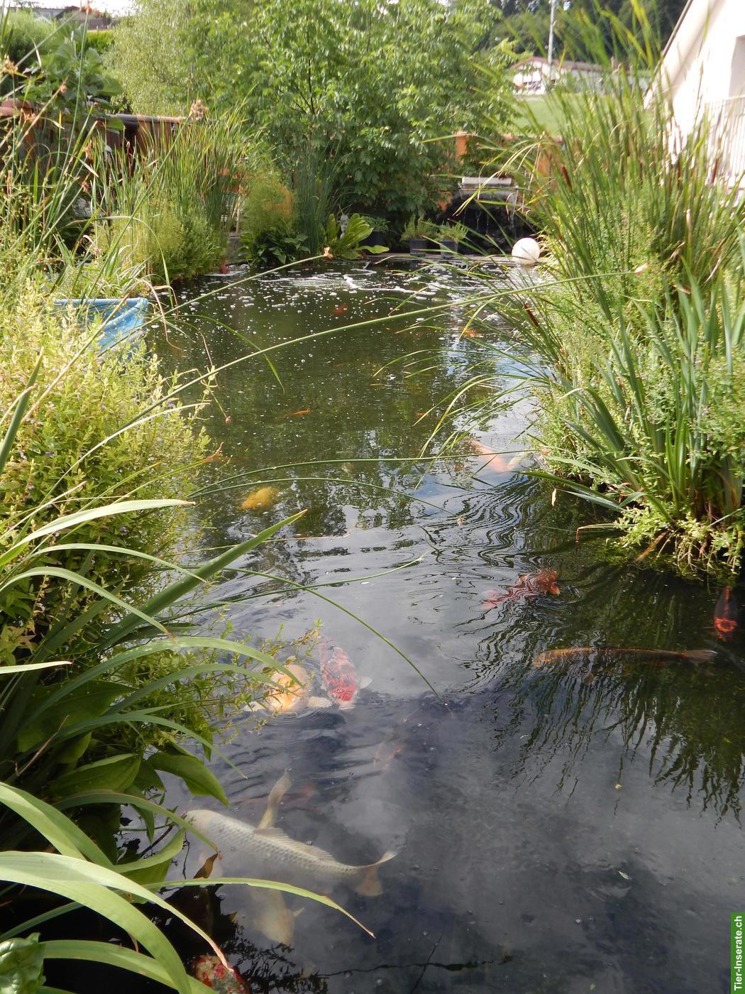 Bild 4: Teichfische gratis abzugeben, ab ca. März 2027