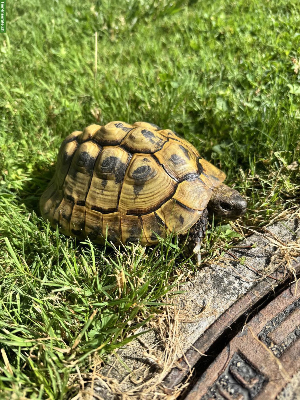 Männliche Griechische Landschildkröte abzugeben, ca. 50-jährig