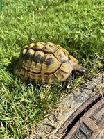 Männliche Griechische Landschildkröte abzugeben, ca. 50-jährig
