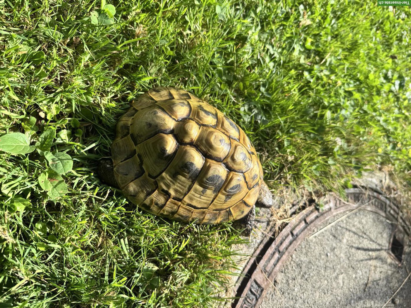Bild 2: Männliche Griechische Landschildkröte abzugeben, ca. 50-jährig