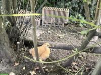 Grosse Orpington Hennen, ausschliesslich Tausch gegen andere Farben