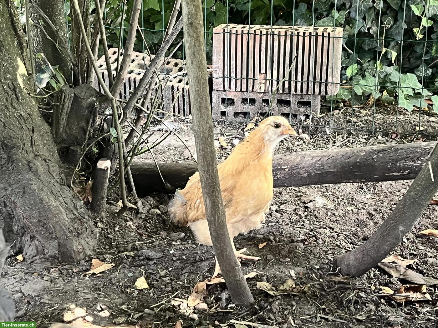 Bild 2: Grosse Orpington Hennen, ausschliesslich Tausch gegen andere Farben