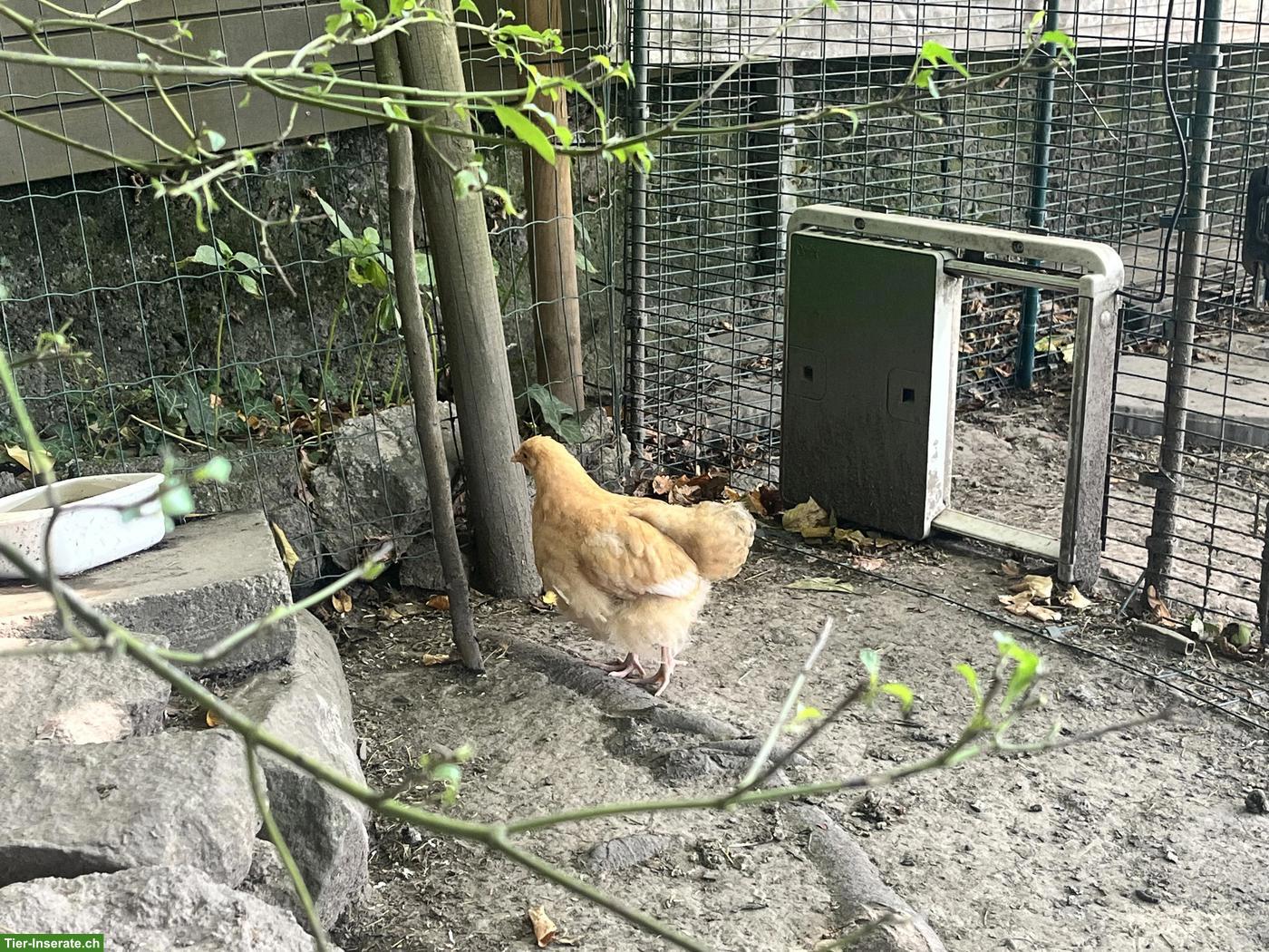Bild 3: Grosse Orpington Hennen, ausschliesslich Tausch gegen andere Farben