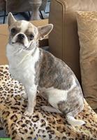Chihuahua Rüde, 1-jährig+ sucht tollen Lebensplatz