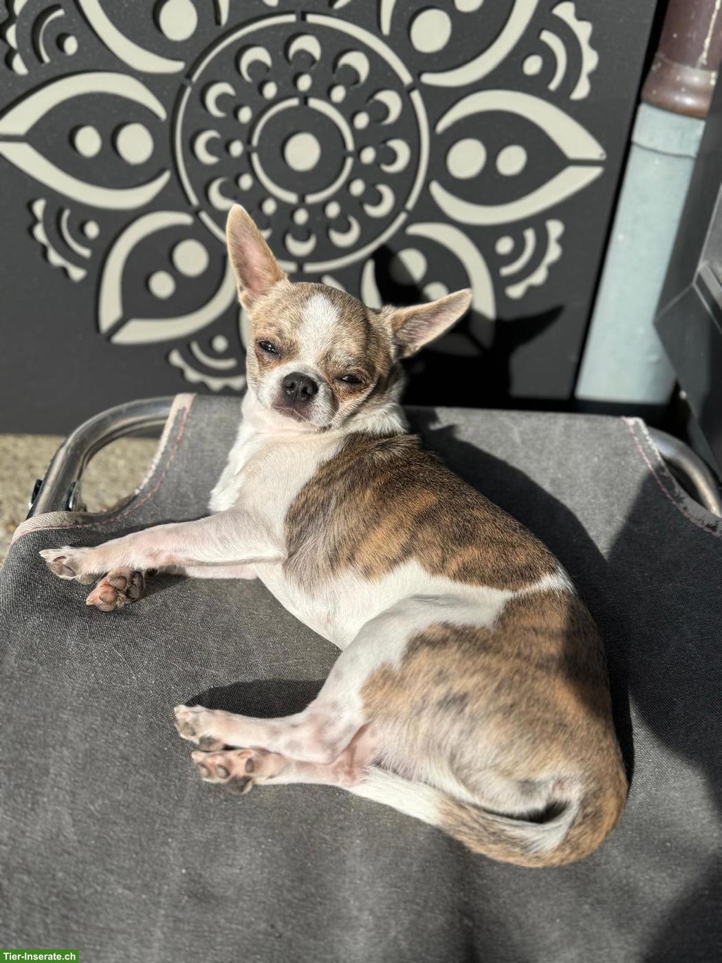 Bild 2: Chihuahua Rüde, 1-jährig+ sucht tollen Lebensplatz