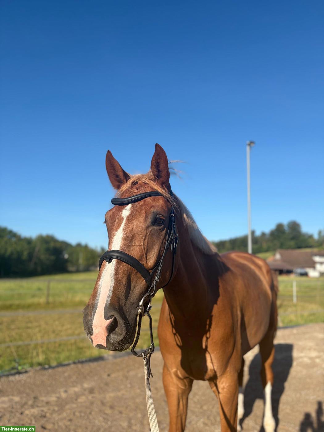 Bild 2: Reitbeteiligung in Bertschikon (Gossau ZH)