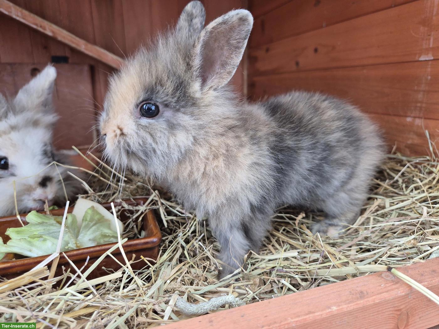 Junges Löwenkopf Zwergkaninchen, weiblich