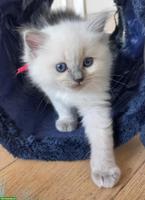 Ragdoll Kitten mit Stammbaum