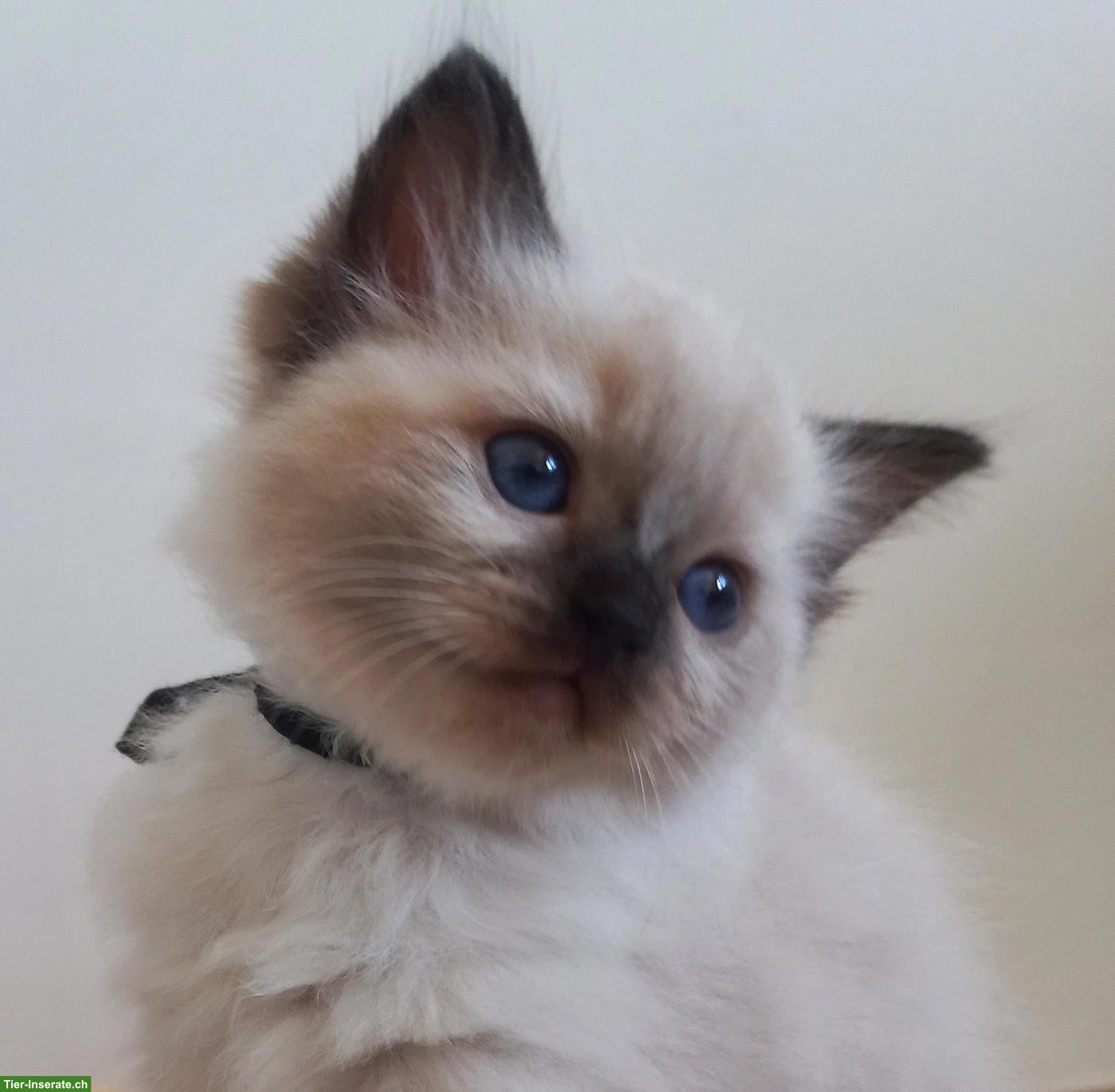 Bild 2: Ragdoll Kitten mit Stammbaum