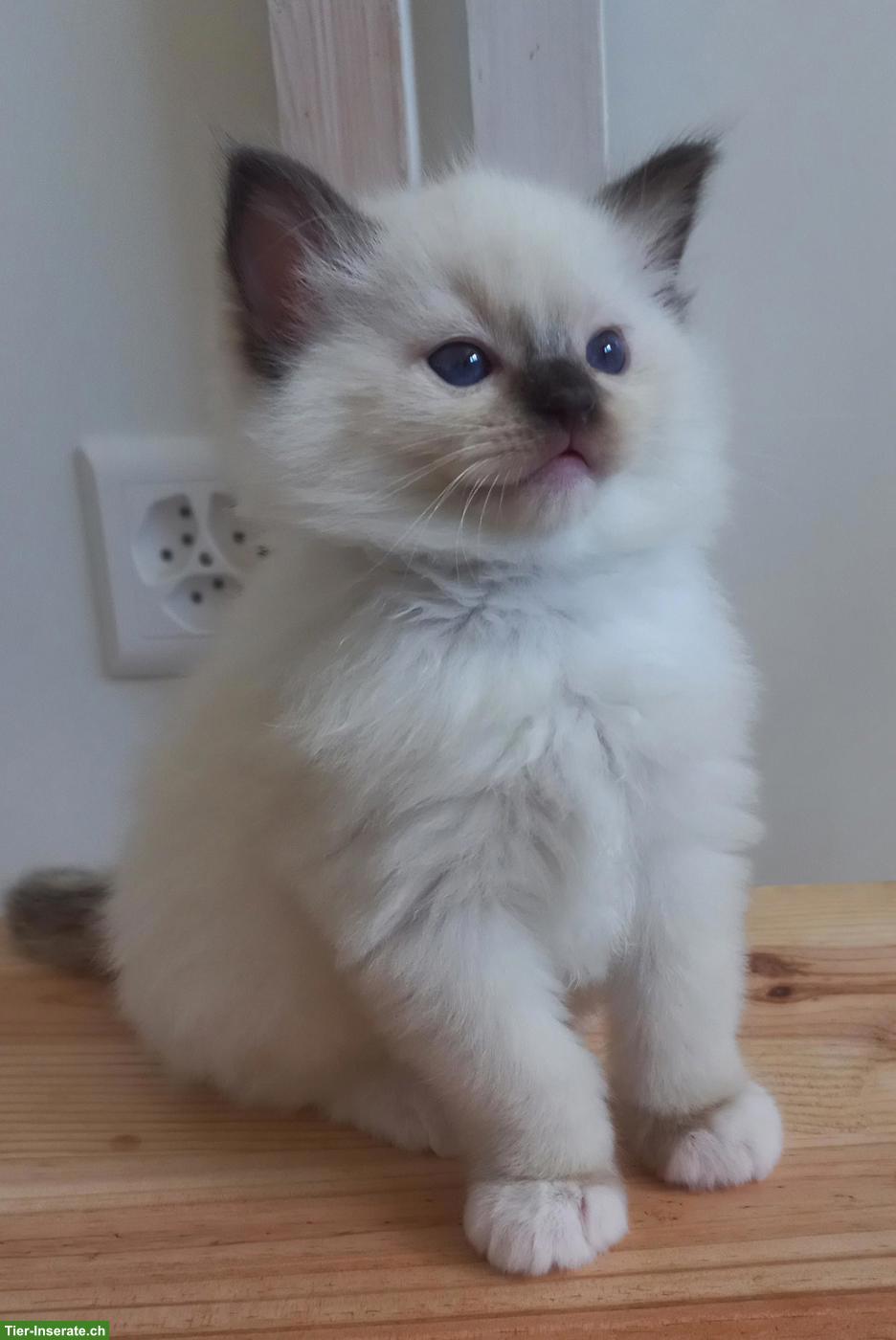 Bild 3: Ragdoll Kitten mit Stammbaum