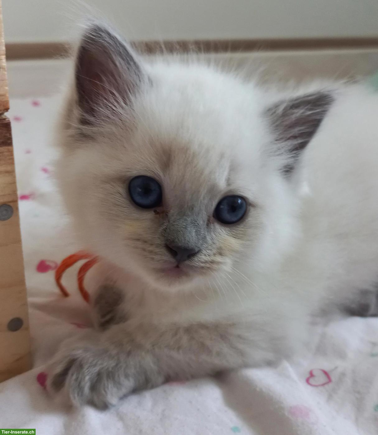 Bild 4: Ragdoll Kitten mit Stammbaum