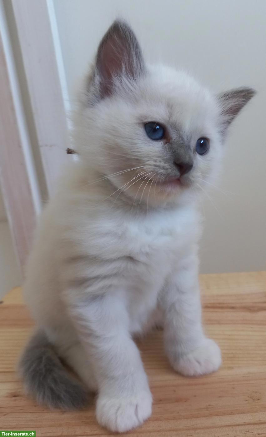 Bild 5: Ragdoll Kitten mit Stammbaum