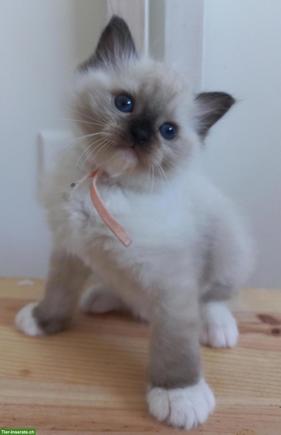 Bild 6: Ragdoll Kitten mit Stammbaum