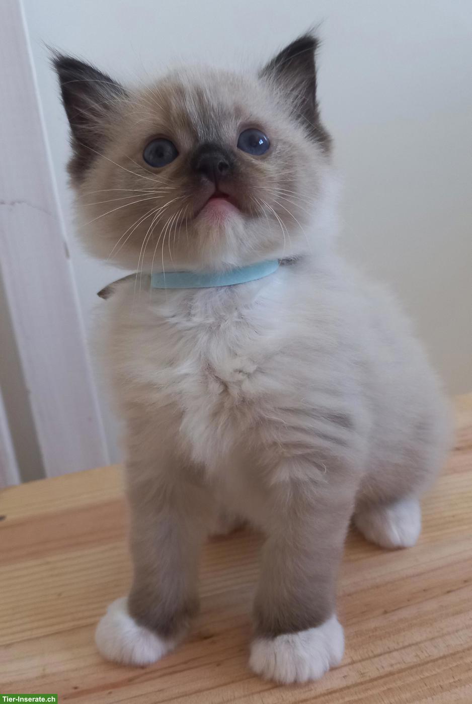 Bild 7: Ragdoll Kitten mit Stammbaum