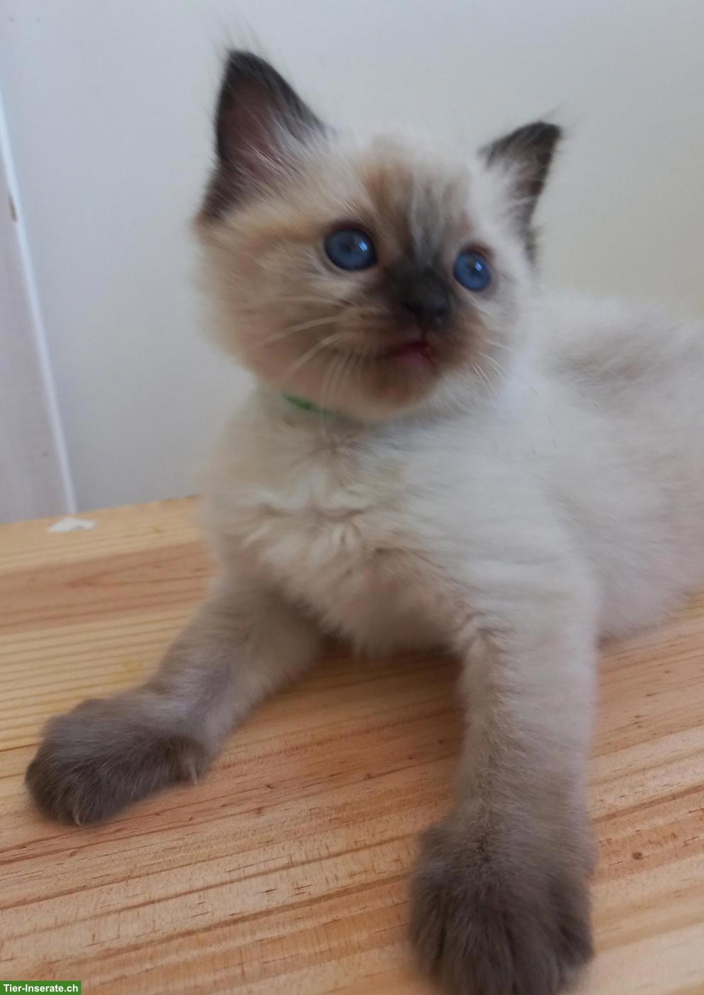 Bild 8: Ragdoll Kitten mit Stammbaum