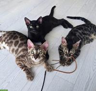 Bengalkitten, reinrassig mit Stammbaum