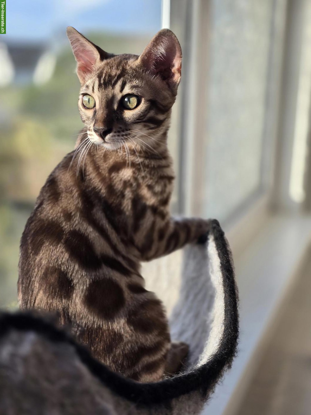 Bild 3: Bengalkitten, reinrassig mit Stammbaum