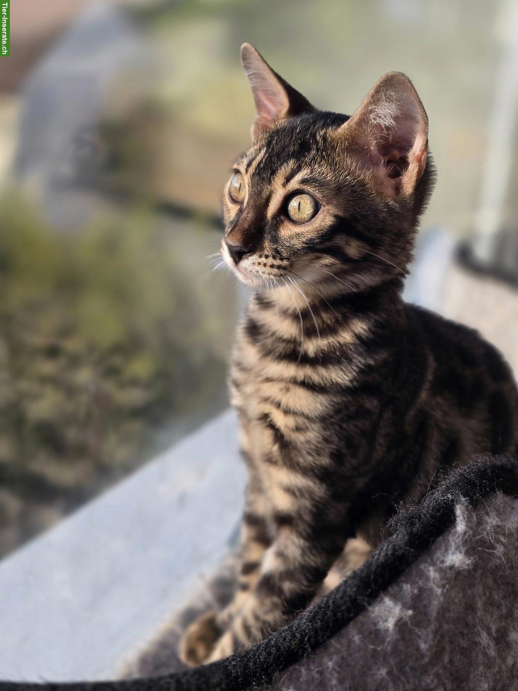 Bild 4: Bengalkitten, reinrassig mit Stammbaum