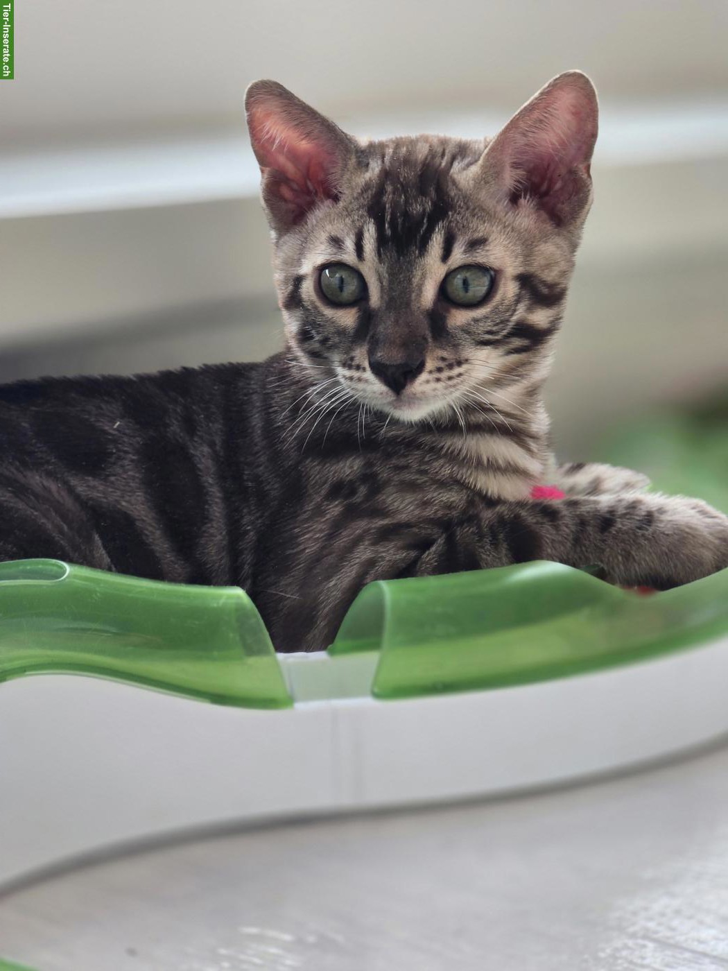 Bild 5: Bengalkitten, reinrassig mit Stammbaum