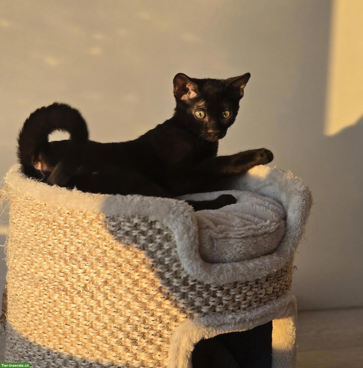 Bild 6: Bengalkitten, reinrassig mit Stammbaum