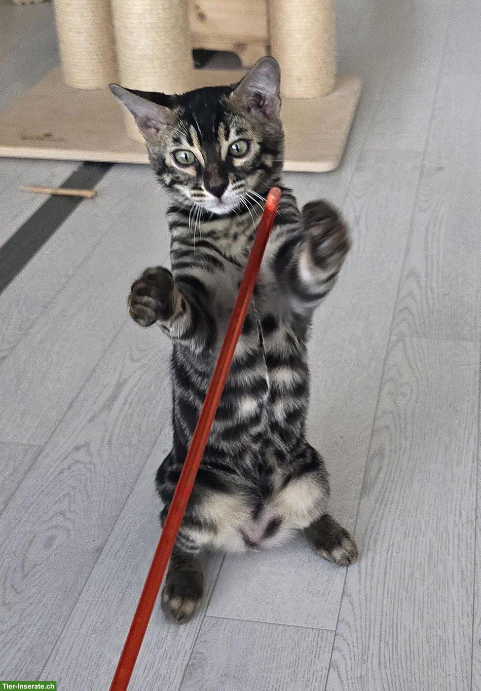 Bild 7: Bengalkitten, reinrassig mit Stammbaum