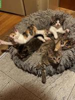 Junge Mix Kitten suchen ihre Dosenöffner