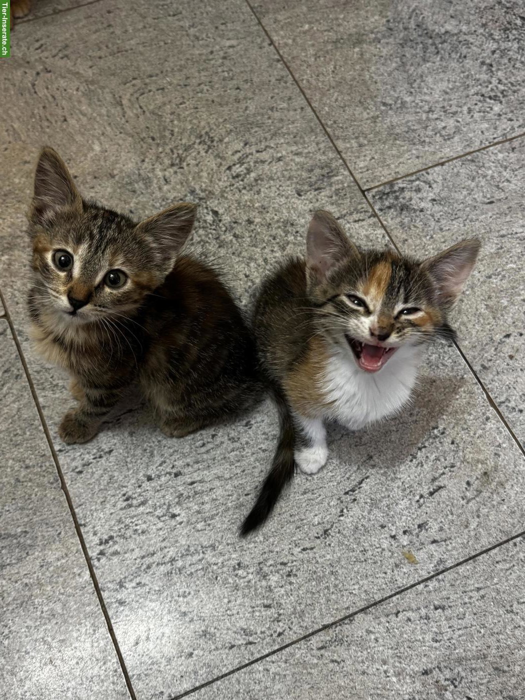 Bild 2: Junge Mix Kitten suchen ihre Dosenöffner