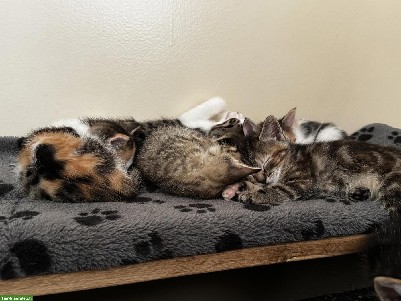 Bild 3: Junge Mix Kitten suchen ihre Dosenöffner