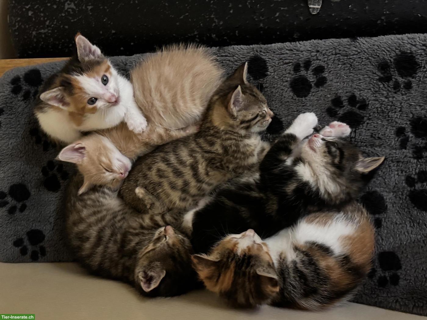 Bild 4: Junge Mix Kitten suchen ihre Dosenöffner