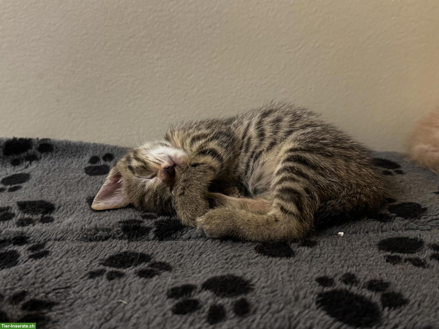 Bild 5: Junge Mix Kitten suchen ihre Dosenöffner