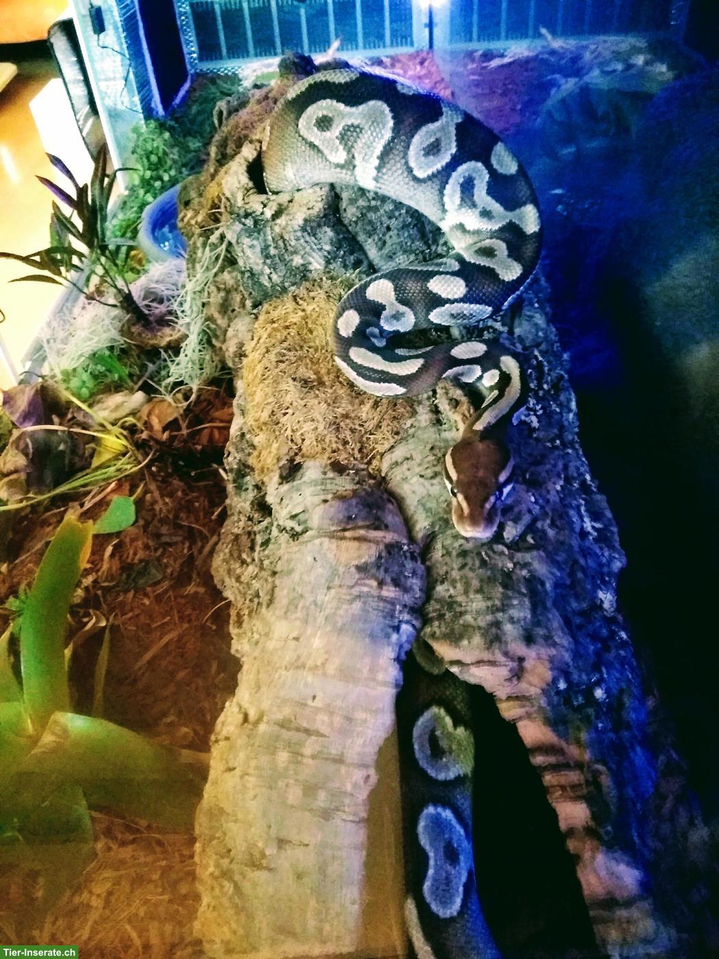 Königspython (Python regius), ca. 14-jährig
